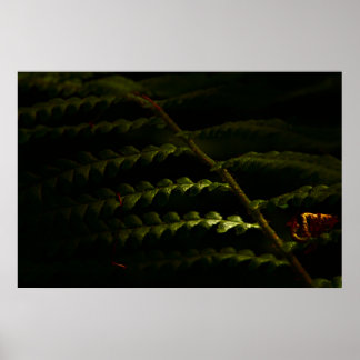 Póster Poster de helechos de bosque iluminados con sol (6