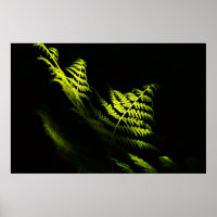 Poster de helechos de bosques iluminados con sol (