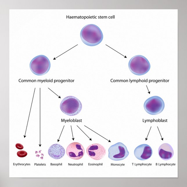 Póster Poster de hematopoyesis (Frente)