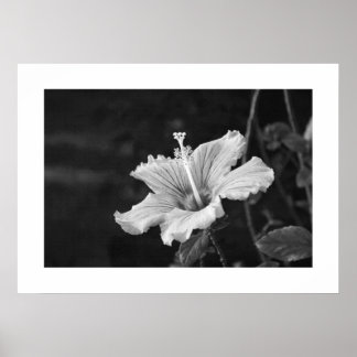 Póster Poster de Hibiscus #2