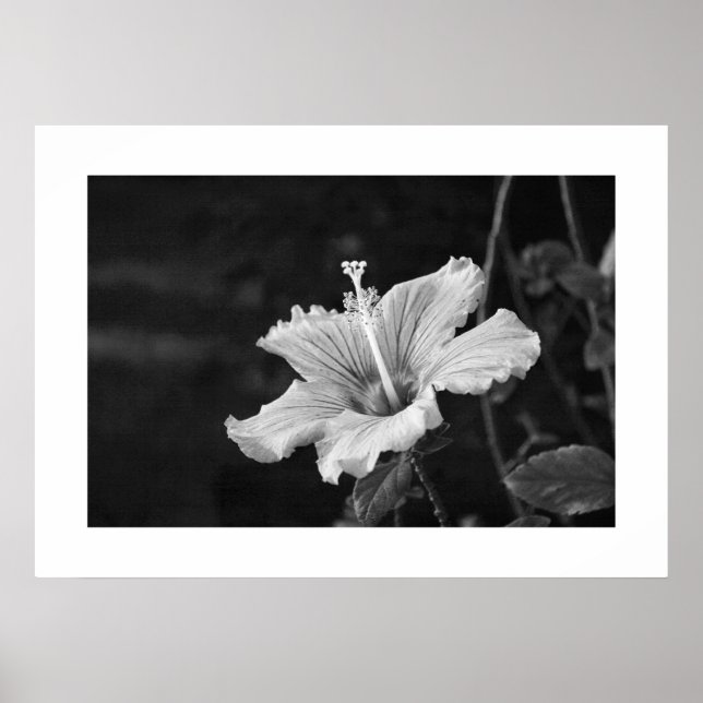 Póster Poster de Hibiscus #2 (Frente)