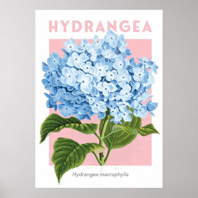 Póster Poster de Hidrangea Azul Vintage (Frente)