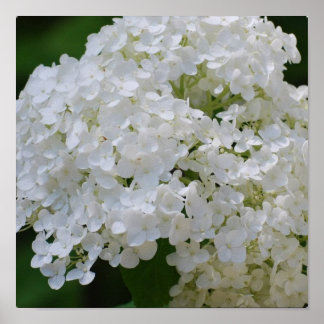 Póster Poster de hidrangea blanca