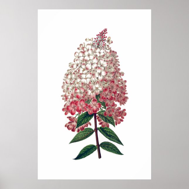 Póster Poster de hidrangea blanca rosa (Frente)