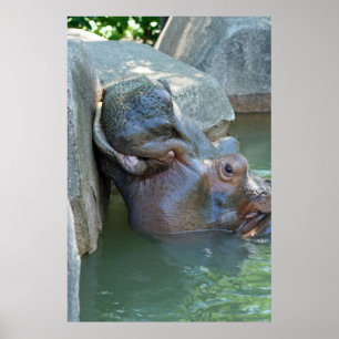 Póster Poster de Hippo