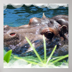 Póster Poster de Hippo hambriento