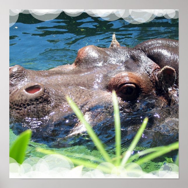 Póster Poster de Hippo hambriento (Frente)