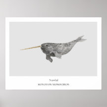 Poster de Historia Natural de Narwhal