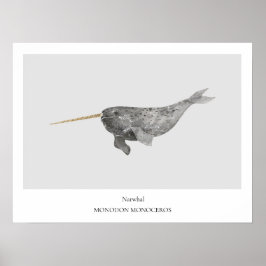 Póster Poster de Historia Natural de Narwhal