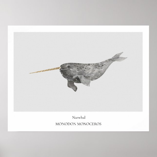 Póster Poster de Historia Natural de Narwhal (Frente)