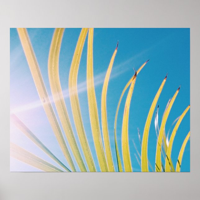 Póster Poster de hoja de árbol de palmas soleado (Frente)