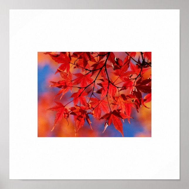Póster Poster de hojas de otoño (Frente)