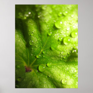 Póster Poster de hojas místicas (2)