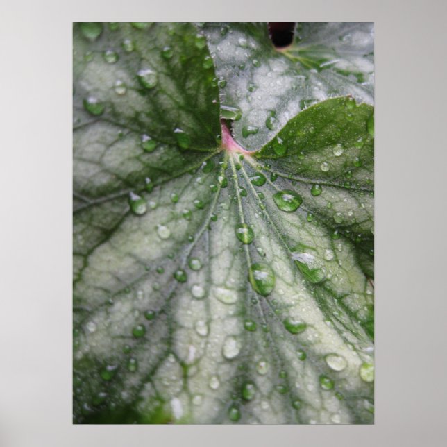 Póster Poster de hojas místicas (3) (Frente)