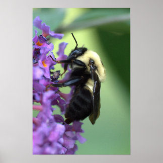 Póster Poster de Honey Bee