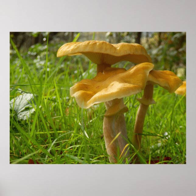 Póster Poster de Honey Fungus (Frente)