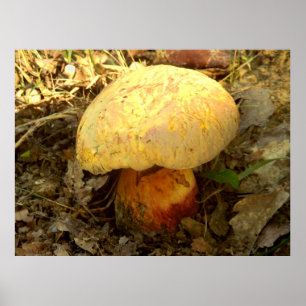Póster Poster de hongos Boletus torosus