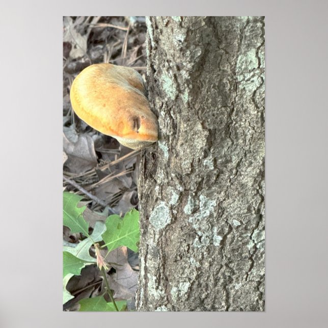 Póster Poster de hongos de árbol (Frente)