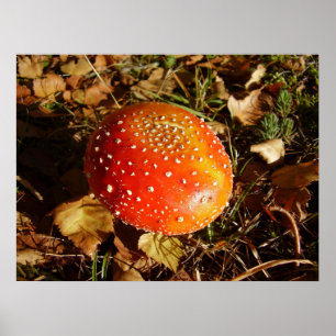 Póster Poster de hongos de Fly Agaric