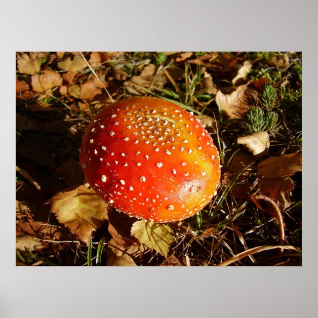 Póster Poster de hongos de Fly Agaric (Frente)