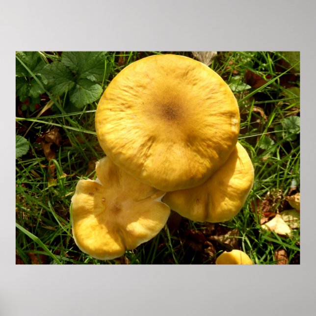 Póster Poster de hongos de Honey Fungus (Frente)