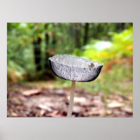 Poster de hongos Inkcap Completo