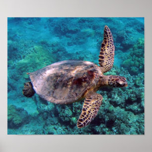 Póster Poster de Honu de la tortuga de Hawaii