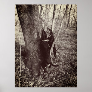 Póster Poster de Hounds Black and Tan Coon Hounds