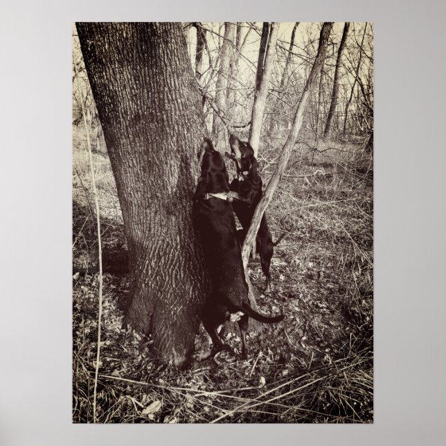 Póster Poster de Hounds Black and Tan Coon Hounds (Frente)