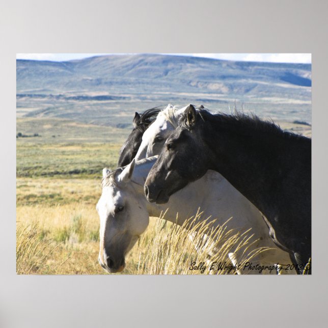 Póster Poster de huellas de caballos salvajes en blanco y (Frente)