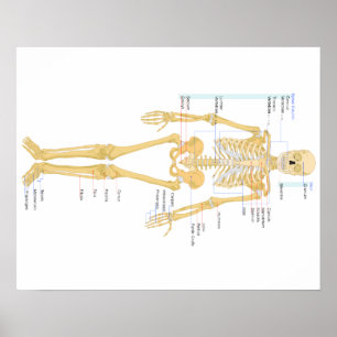 Póster Poster de huesos