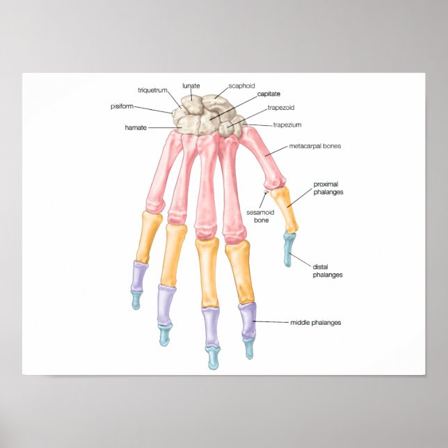 Póster Poster de huesos de mano (Frente)