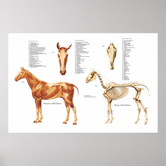 Póster Poster de huesos y músculos de anatomía de caballo (Frente)