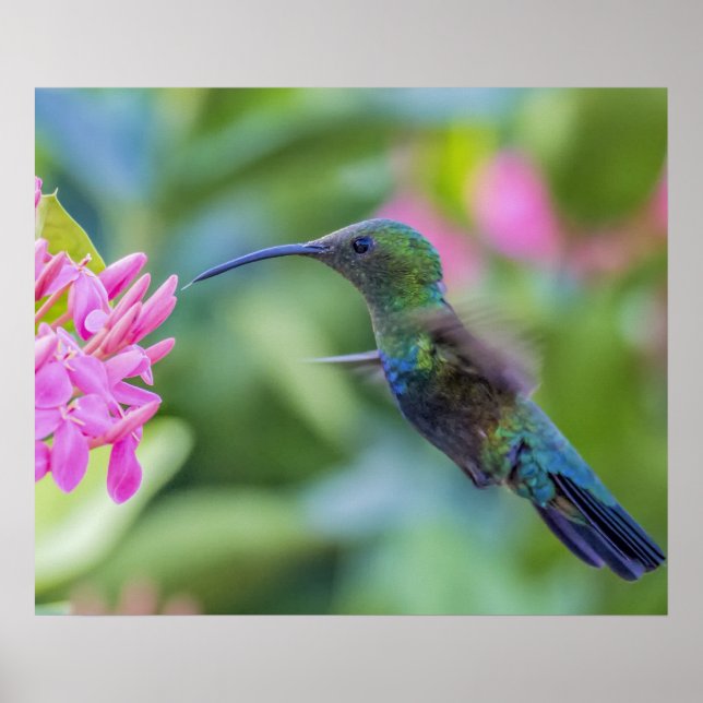 Póster Poster de Hummingbird caribe con tracción verde (Frente)