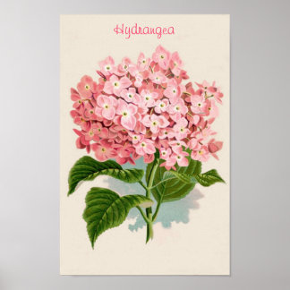 Póster Poster de Hydrangea Rosa