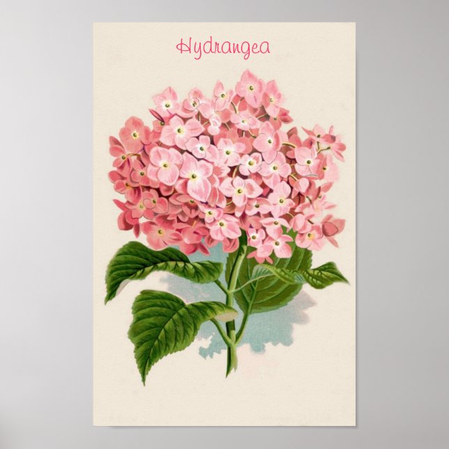 Póster Poster de Hydrangea Rosa (Frente)