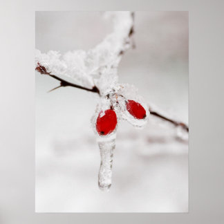 Póster Poster de Icy Winter Berries