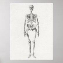 Poster de Ilustracion anatómico vintage