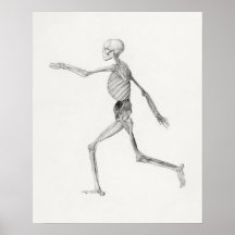 Poster de Ilustracion anatómico vintage