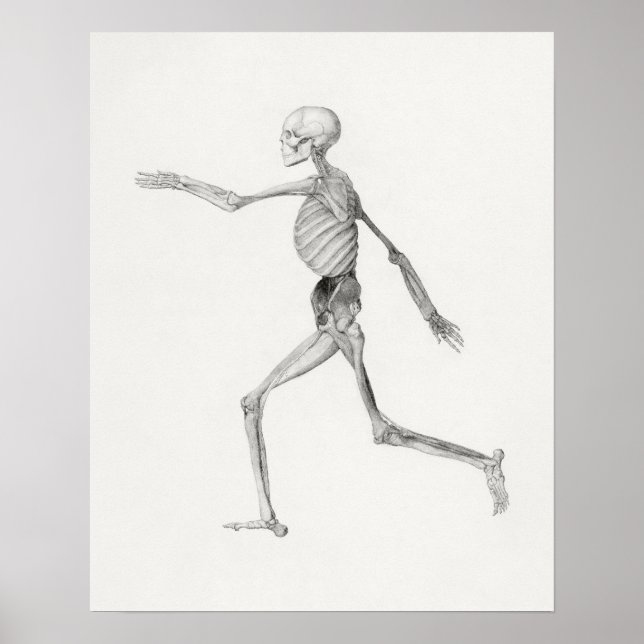 Póster Poster de Ilustracion anatómico vintage (Frente)