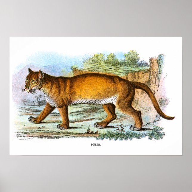 Póster Poster de Ilustracion animal de Puma (Frente)