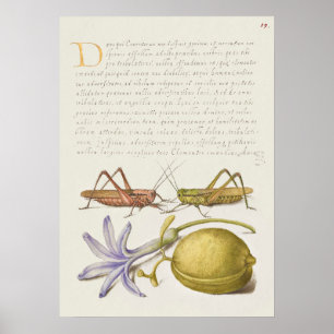 Póster Poster de Ilustracion botánico de época