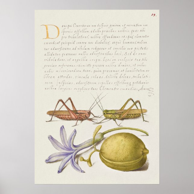 Póster Poster de Ilustracion botánico de época (Frente)