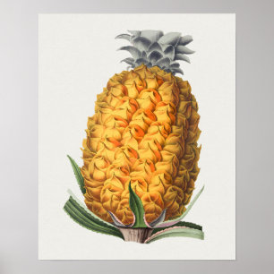 Póster Poster de Ilustracion botánico de época