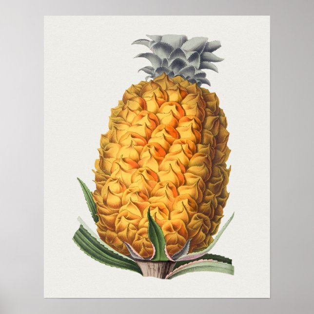 Póster Poster de Ilustracion botánico de época (Frente)