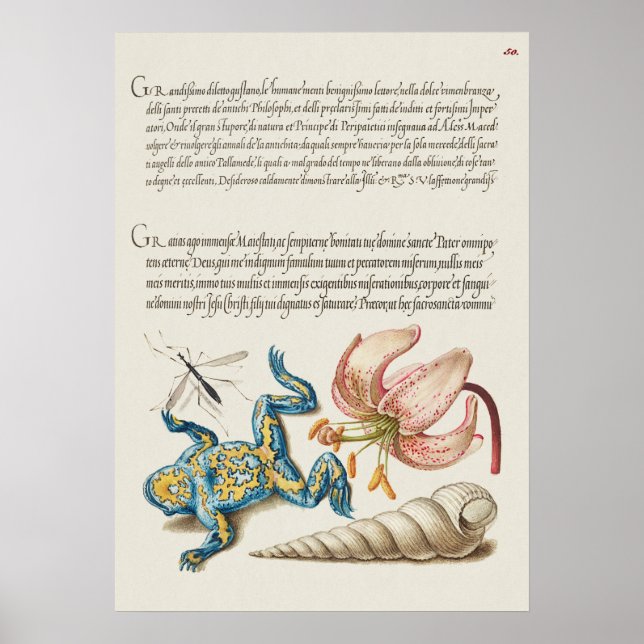 Póster Poster de Ilustracion botánico de época (Frente)