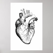 Poster de Ilustracion de anatomía cardíaca