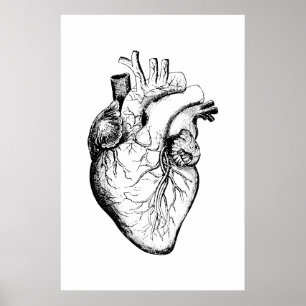 Póster Poster de Ilustracion de anatomía cardíaca