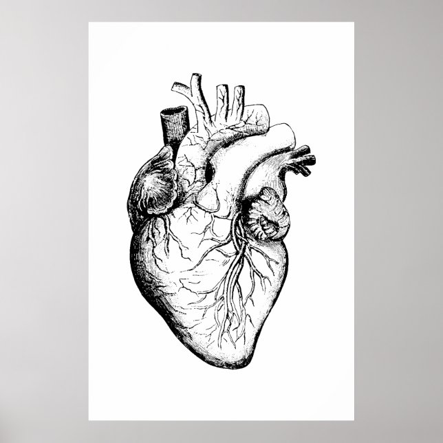 Póster Poster de Ilustracion de anatomía cardíaca (Frente)