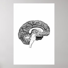 Póster Poster de Ilustracion de anatomía cerebral
